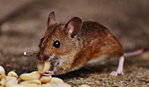 24 Hour & Emergency Exterminators in A T & T, VA
